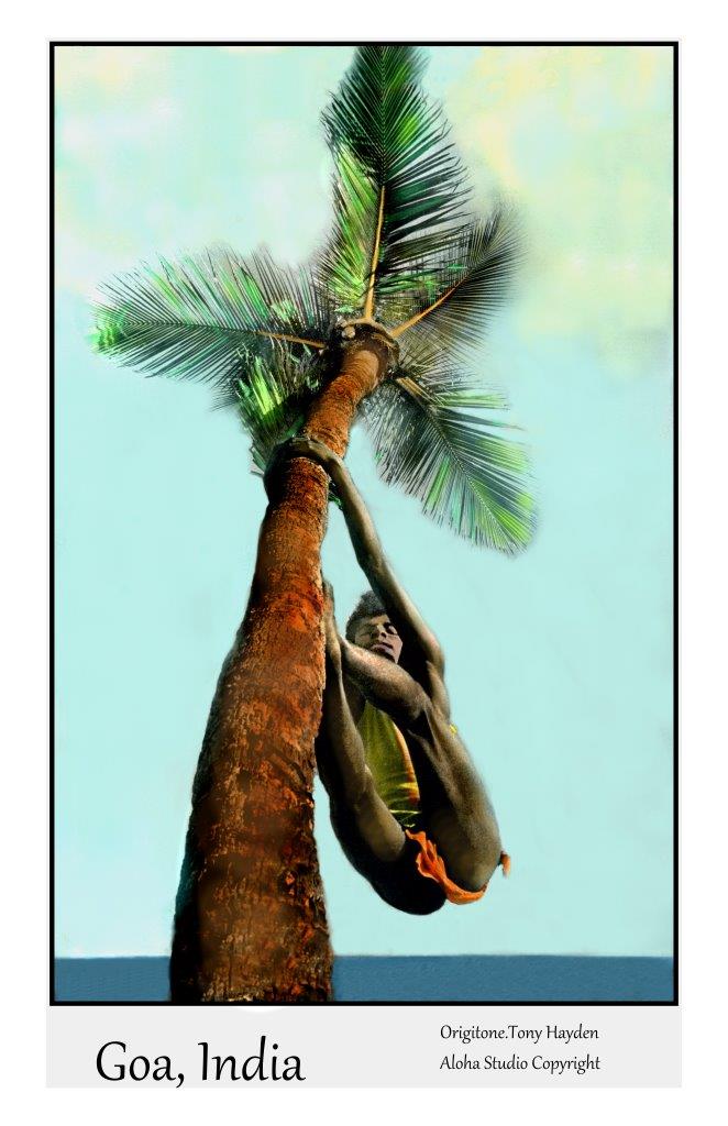 Goa, India - Coconut Guy